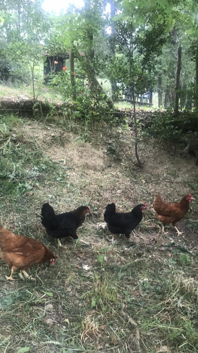Bus Atypique Au Bord Du Canal Du Midi Et Au Coeur D'une Foret 2 * Villepinte (Aude)