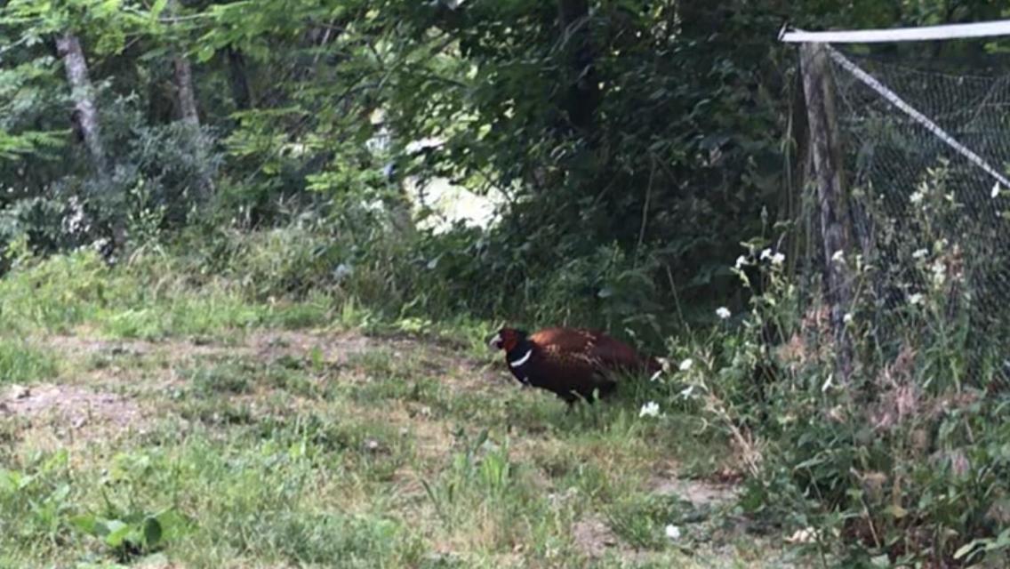 Bus Atypique Au Bord Du Canal Du Midi Et Au Coeur D'une Foret 2 Villepinte (Aude)