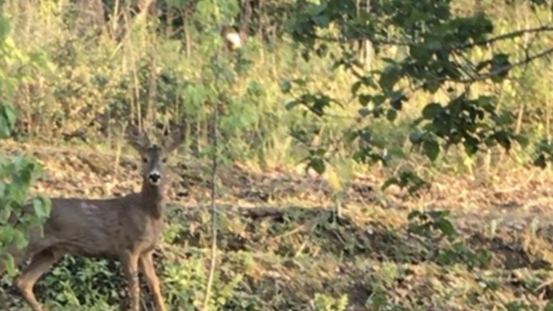 Bus Atypique Au Bord Du Canal Du Midi Et Au Coeur D'une Foret 2 * Villepinte (Aude)
