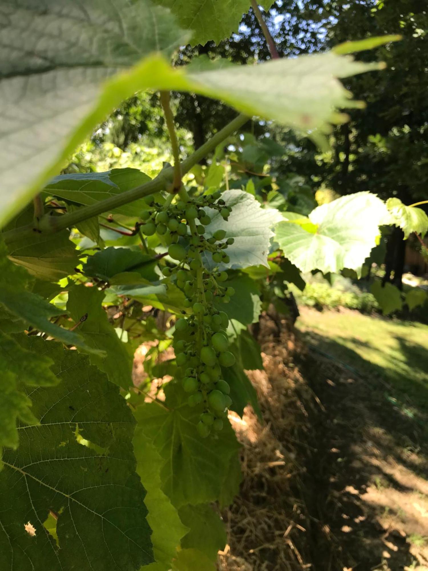Bus Atypique Au Bord Du Canal Du Midi Et Au Coeur D'une Foret 2 Villepinte (Aude)